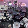 споры псилоцибиновый гриб Panaeolus Cyanescens Alabama