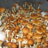 купить споры псилоцибиновых грибов Golden Teacher
