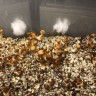 купить отпечатки псилоцибиновых грибов Golden Teacher недорого
