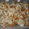 купить взвесь псилоцибиновых грибов Golden Teacher недорого