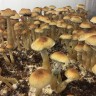 купить оттиск псилоцибиновых грибов Golden Teacher в фирменной упаковке