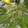 качественные семена конопли Auto Bubble Gum feminised Ganja Live Seeds
