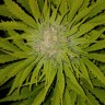 урожайные семена конопли Auto Bubble Gum feminised Ganja Live Seeds