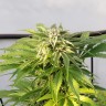 заказать на сайте семена конопли Auto Bubble Gum feminised Ganja Live Seeds