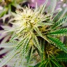 Семена каннабиса Auto AK feminised GanjaLiveSeeds