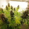 Семена конопли онлайн Auto AK feminised GanjaLiveSeeds