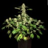 Качественные семена каннабиса Auto AK feminised GanjaLiveSeeds