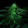 купить семена конопли недорого OG Kush feminised