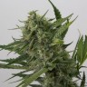купить семена конопли в Украине OG Kush feminised
