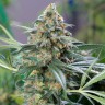 купить качественные семена конопли OG Kush feminised