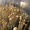 споры галлюциногенные грибы купить Panaeolus Cyanescens