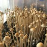 купить споры псилоцибиновый гриб наложенным платежом Panaeolus Cyanescens