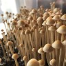 споры галлюциногенных грибов Panaeolus Cyanescens