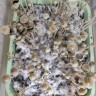 псилоцибиновые споры закон Panaeolus Cyanescens Aussi X Bali Indonesia