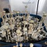 магазин псилоцибиновых спор Panaeolus Cyanescens Aussi X Bali Indonesia
