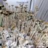 споры псилоцибиновый гриб купить в москве Panaeolus Cyanescens Aussi X Bali Indonesia