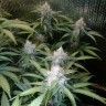 Семена Auto Blue Amnesia feminised Ganja Seeds