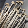 споры псилоцибиновых грибов закон рф Panaeolus Cyanescens Hawaii
