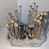 отзывы где купить споры псилоцибиновых грибов Panaeolus Cyanescens Hawaii