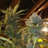 семена конопли дешево Auto Diesel feminised Ganja Live Seeds