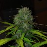 семена конопли с доставкой Auto Diesel feminised Ganja Live Seeds