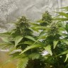 семена индийской конопли Auto Diesel feminised Ganja Live Seeds
