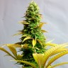 Феминизированные семена конопли Critical feminised Ganja Seeds
