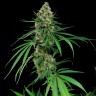 Медицинские сорта конопли Critical feminised Ganja Seeds