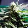 Сорта конопли для новичков Critical feminised Ganja Seeds