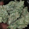 Заказать семена марихуаны Auto Blue Diesel feminised GanjaLiveSeeds