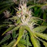 Семена конопли Auto Royal AK feminised Ganja Seeds