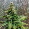 Семена каннабиса Auto Royal AK feminised Ganja Seeds