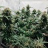 Недорогие семена конопли Auto Royal AK feminised Ganja Seeds