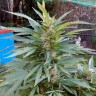 заказ семян конопли Auto Black Domina feminised