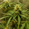 купить урожайные семена конопли Auto Black Domina feminised