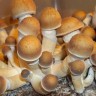 купить споры псилоцибиновых грибов Pink Buffalo
