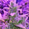 феминизированные семена конопли недорого Auto Red Poison feminised