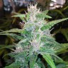 качественные семена конопли Auto Red Poison feminised