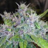 семена каннабиса в интернет магазине Auto Red Poison feminised