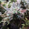 Семена конопли Auto Blueberry Bliss feminised GanjaLiveSeeds