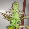 Фаст сорта конопли Eleven Roses feminised GanjaLiveSeeds Fast Version