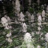 Недорогие семена конопли Eleven Roses feminised GanjaLiveSeeds Fast Version