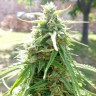 Заказать семена конопли Eleven Roses feminised GanjaLiveSeeds Fast Version