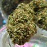 семена конопли интернет магазин Auto Hindu Kush feminised Ganja Live Seeds