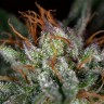 семена индийской конопли Auto Hindu Kush feminised Ganja Live Seeds