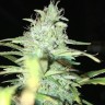 купить семена конопли Blue Himalaya feminised
