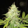 купить семена конопли недорого Blue Himalaya feminised