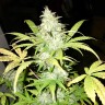 купить семена конопли в оригинальных упаковках Blue Himalaya feminised