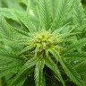 купить урожайные семена конопли Blue Himalaya feminised