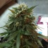 купить семена сортовой конопли Blue Himalaya feminised